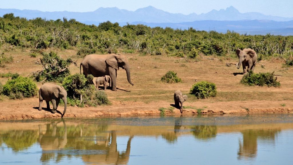 gray-elephants-near-body-of-water-during-daytime-52717