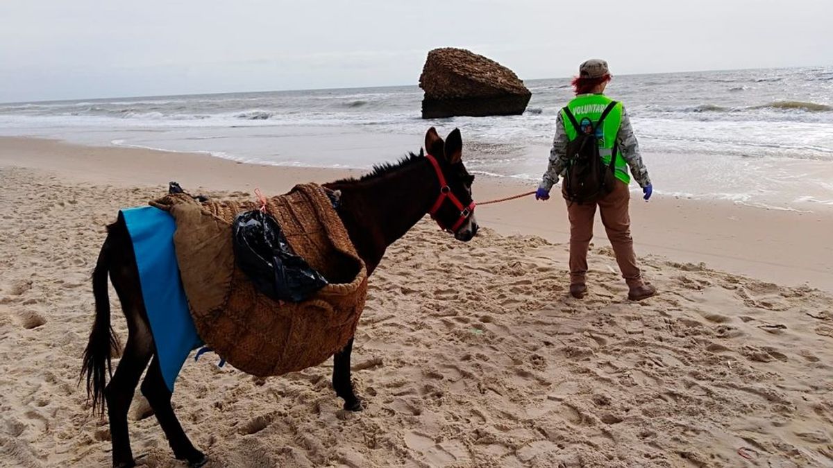 Burros "antiestrés" ayudan a sanitarios a aliviar la tensión del coronavirus Burros "antiestrés" ayudan a sanitarios a aliviar la tensión del coronavirus