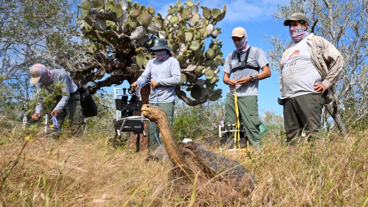 Diego, la tortuga que salvó a su especie con 800 hijos, regresa a su isla natal en Galápagos Diego, la tortuga que salvó a su especie con 800 hijos, regresa a su isla natal en Galápagos