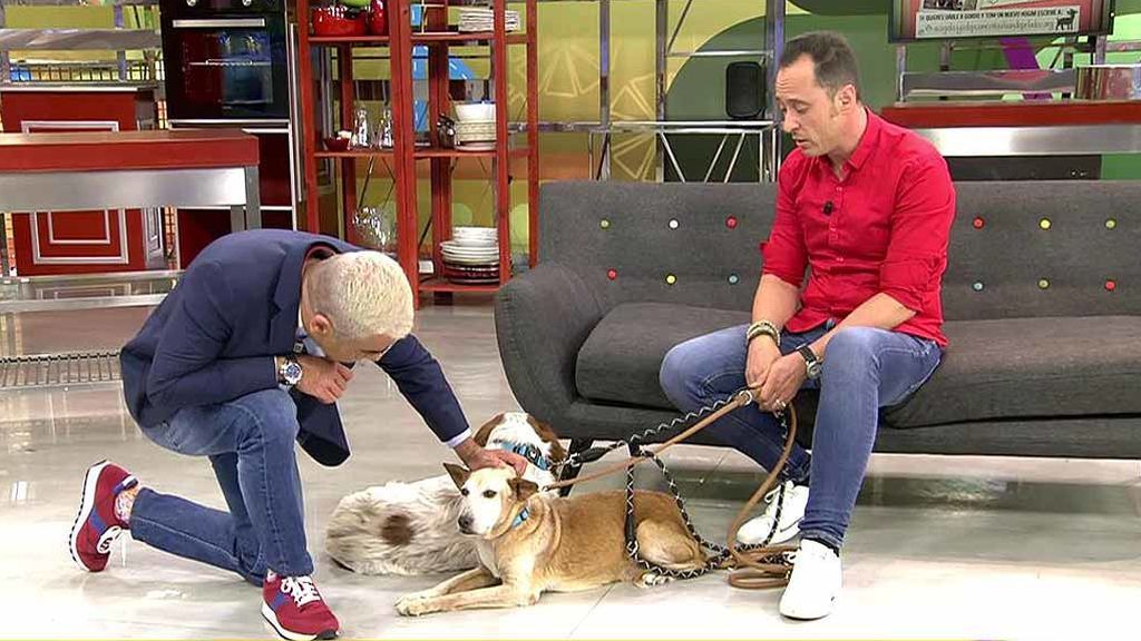 Dales un nuevo hogar a Tom y Gordo