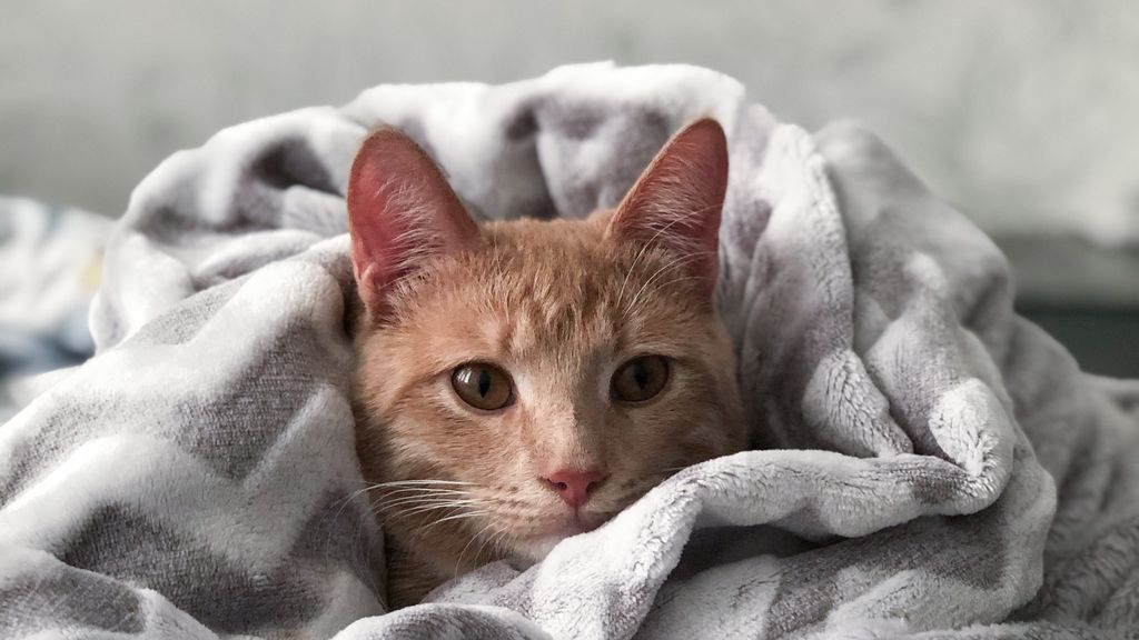 Devuelve a tu gato a sus orígenes con la dieta BARF