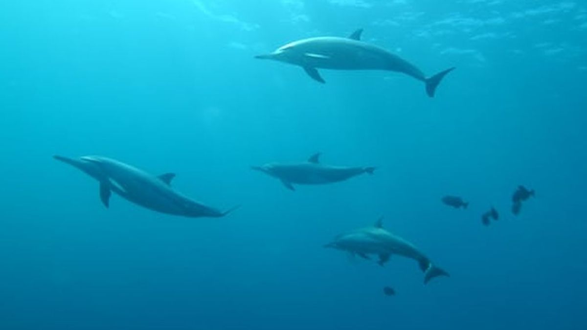 Los delfines hacen suyas las Canarias: graban a un grupo a orillas de Lanzarote