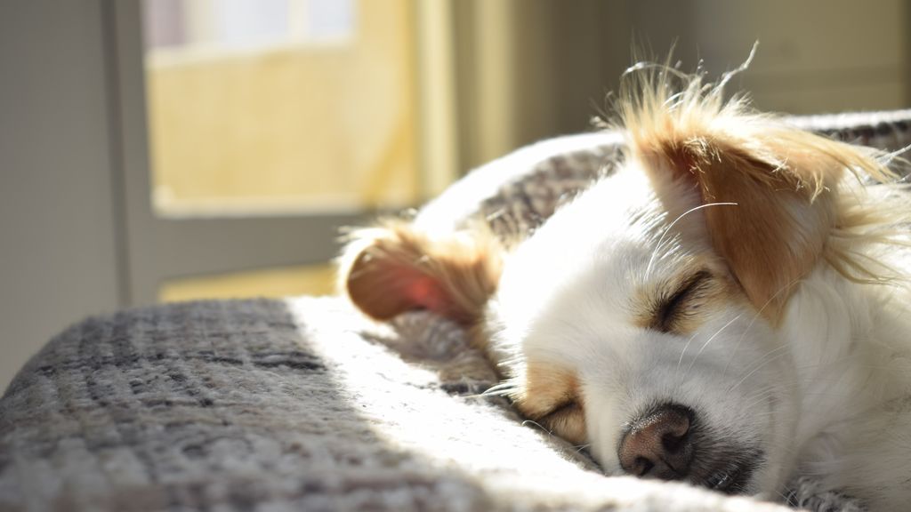 Epilepsia en perros: cómo afecta esta enfermedad a nuestras mascotas