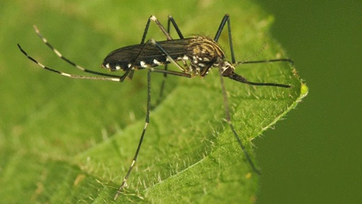 Crece la preocupación por el mosquito asiático japonicus: podrá expandirse en verano por el norte de España