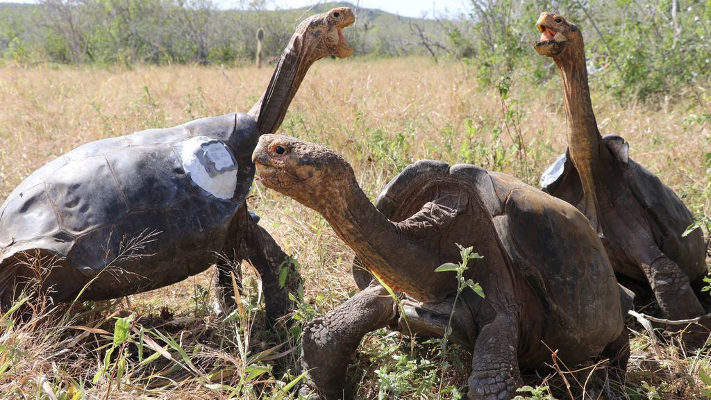 Diego, la tortuga inseminadora que ha salvado la especie