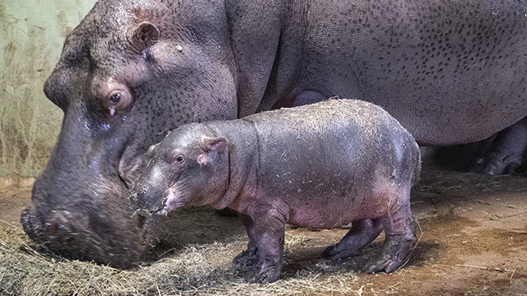 zoológicos Los zoológicos de todo el mundo experimentan un baby boom en medio de la cuarentena Hipopótamo bioparc
