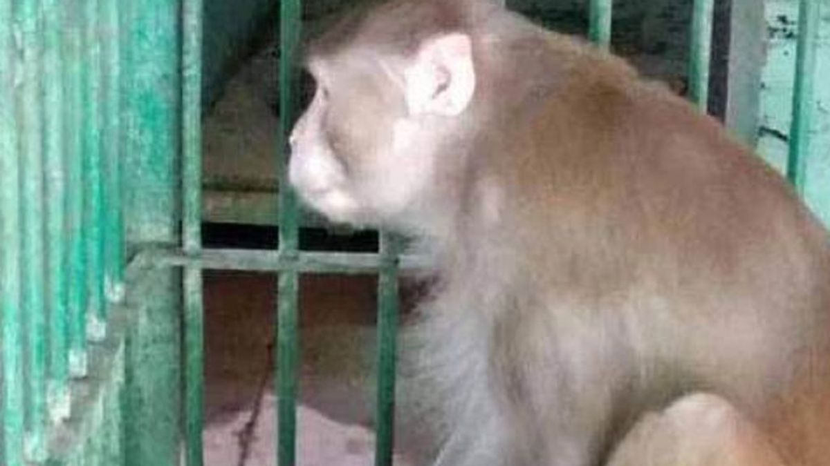 Un mono borracho condenado a cadena perpetua: mató a una persona e hirió a 250 al quedarse sin bebida en India