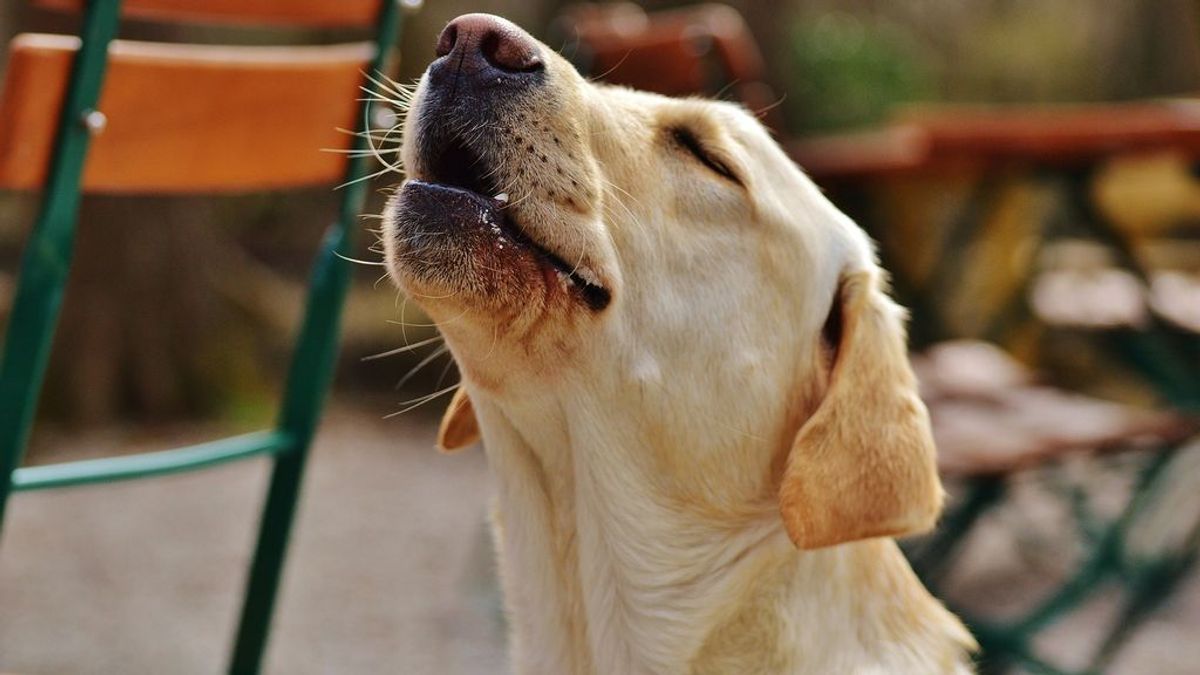 Comunicativas, emotivas o sociales: las diferentes funciones que esconden los aullidos caninos