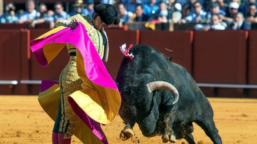 Vuelven las corridas de toros a Andalucía con un 50% del aforo Vuelven las corridas de toros a Andalucía con un 50% del aforo