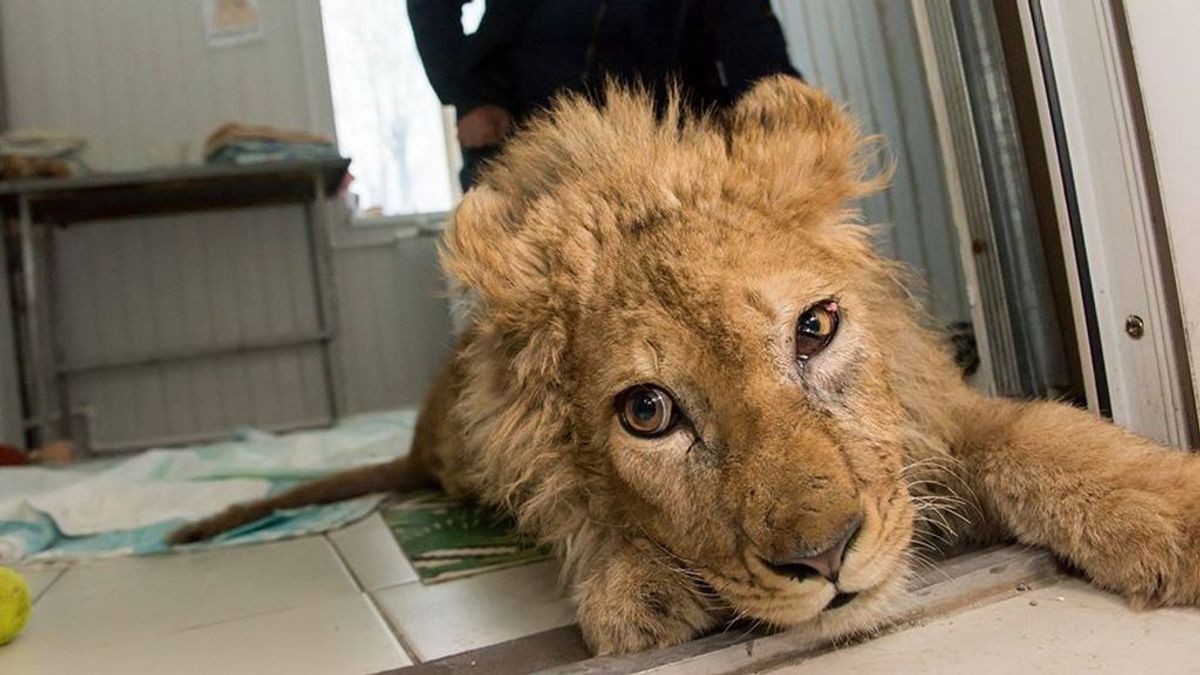 Simba, el cachorro de león al que rompieron las patas para que los turistas se sacaran fotos, cumple un año recuperado