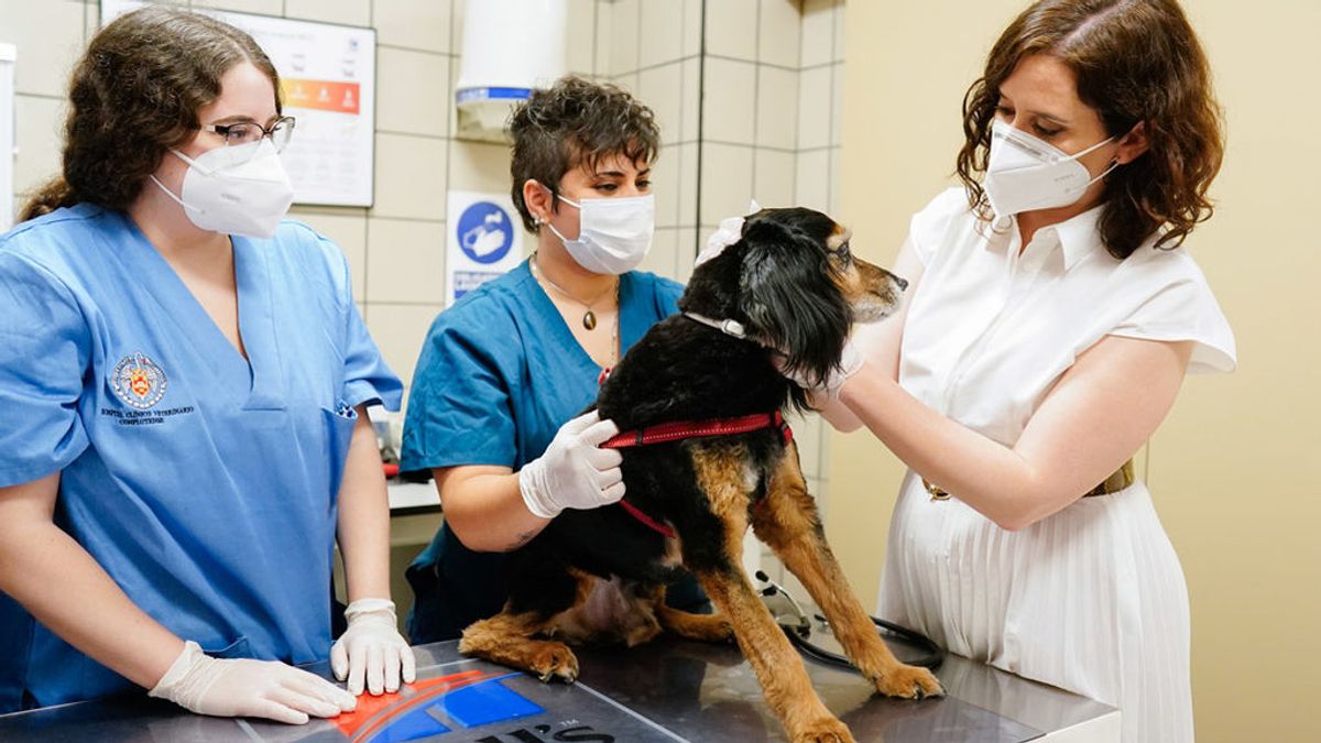 Madrid habilitará albergues para mascotas infectadas de COVID-19 Madrid habilitará albergues para mascotas infectadas de COVID-19