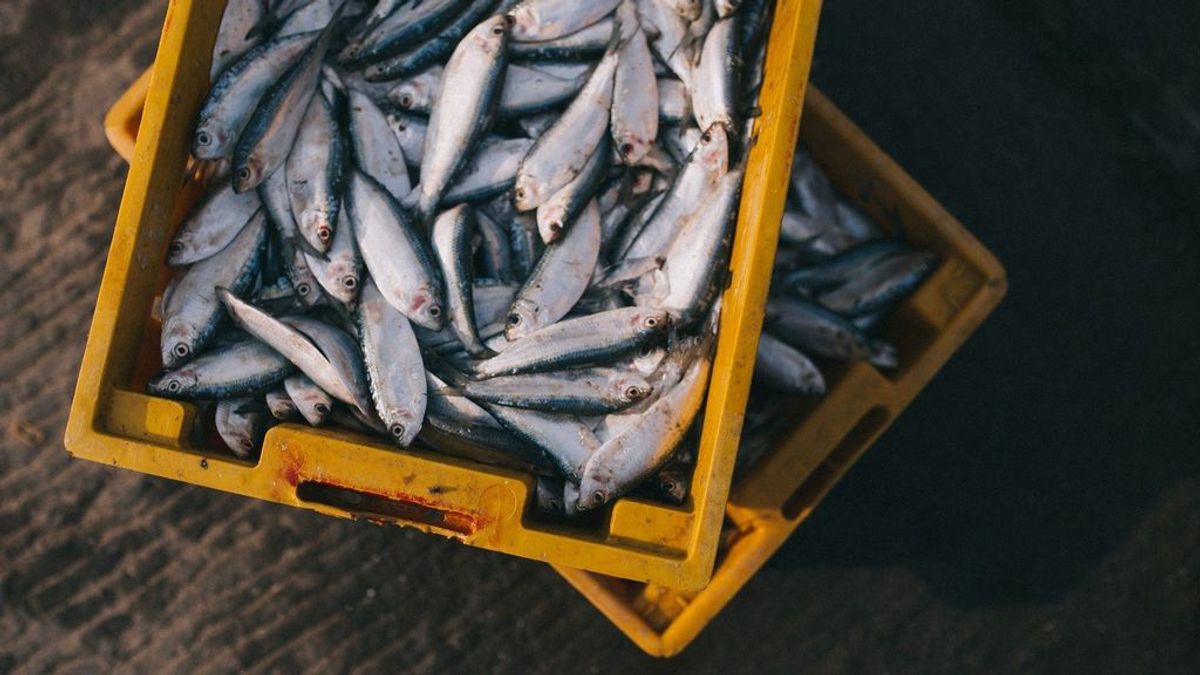 Estos son los alimentos con mayor cantidad de vitamina D