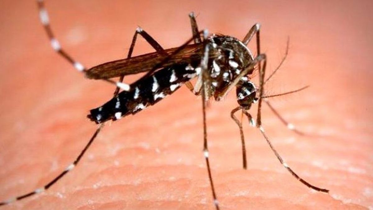 El mosquito tigre y otros bichos de los que debes protegerte este verano