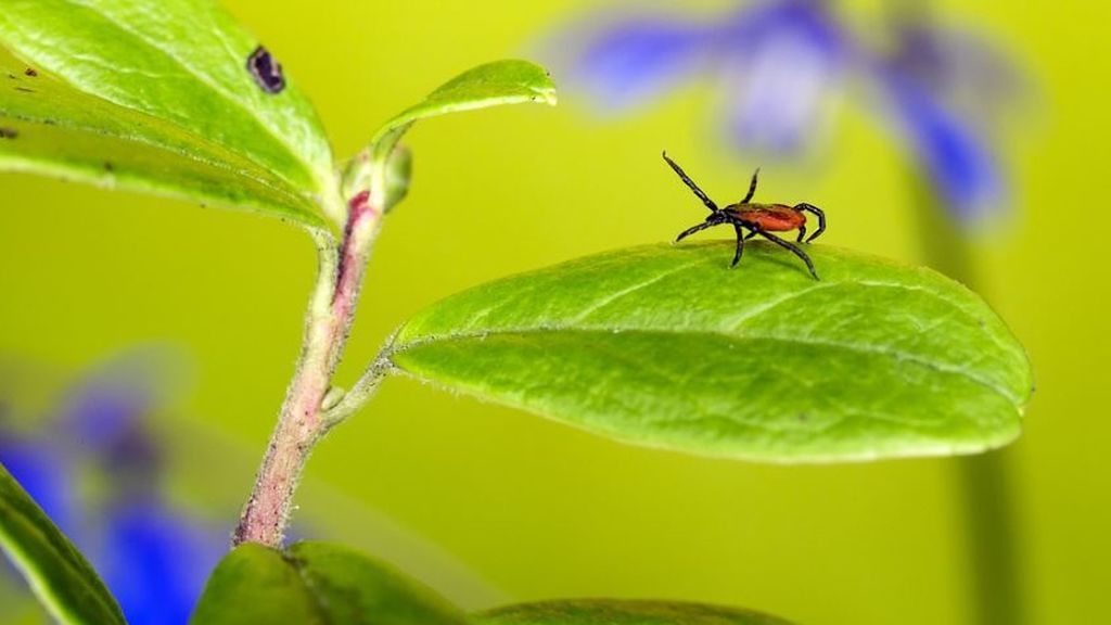 Más garrapatas por las lluvias: consejos de experta para evitar el virus de la fiebre hemorrágica que transmiten