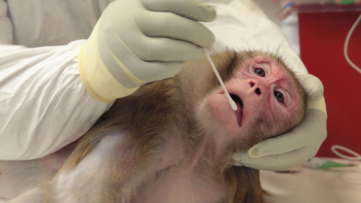 ¿Se pueden investigar vacunas contra la COVID-19 en la época del animalismo? ¿Se pueden investigar vacunas contra la COVID-19 en la época del animalismo?