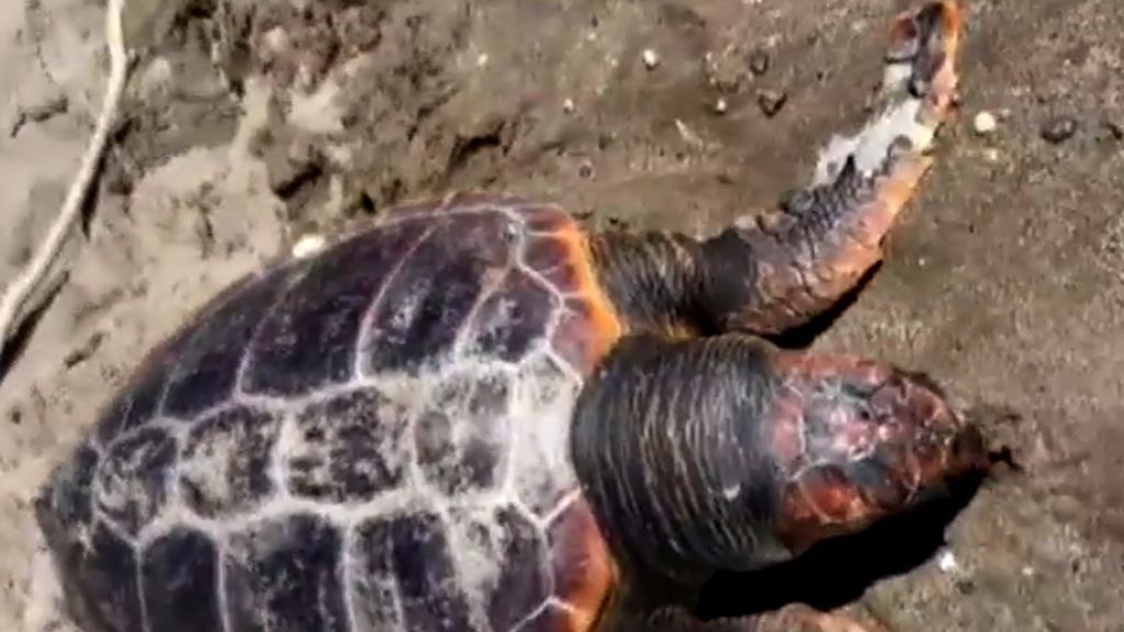 La terrible imagen de una tortuga boba muerta