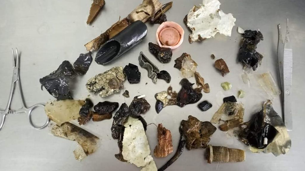 Una necropsia descubre plásticos dentro de una tortuga