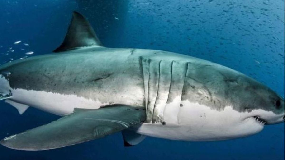 Un joven de EEUU sobrevive al ataque de un tiburón gracias a su padre