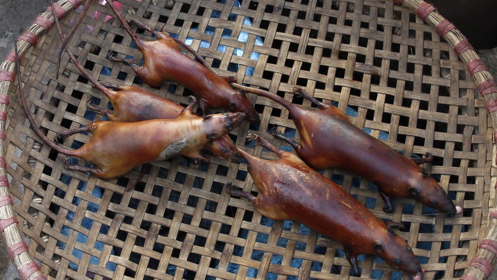 Hallan ratas contagiadas de coronavirus en restaurantes de  Vietnam: formaban parte del menú