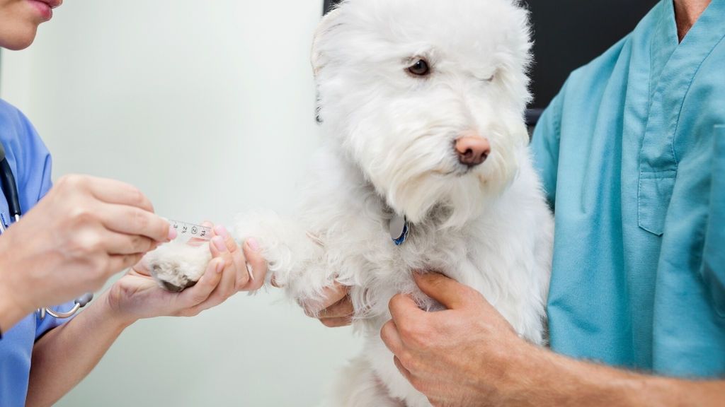 Conocer el grupo sanguíneo de tu mascota es fundamental para salvarle la vida