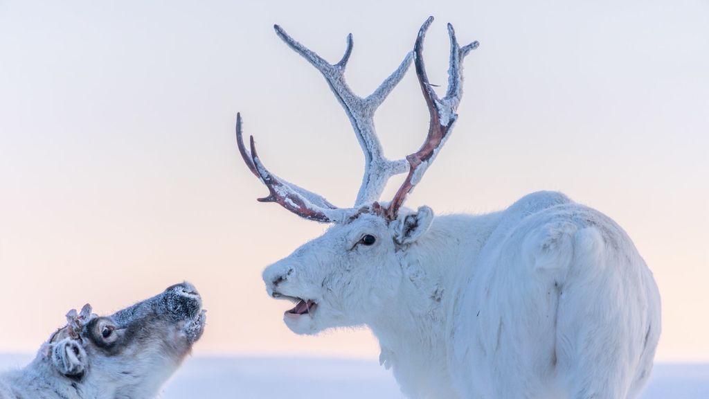 Vacunas para los renos en el Ártico: la enfermedad letal que renace al derretirse el permafrost