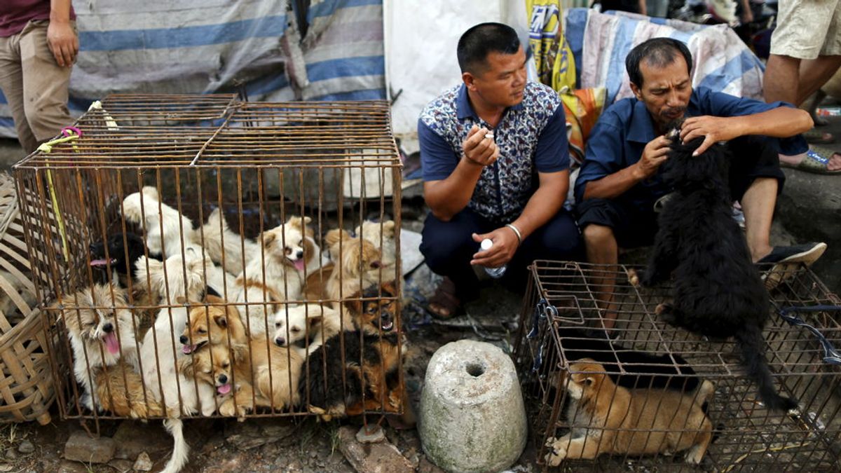 China celebra su polémico festival de carne de perro en plenos rebrotes por el coronavirus