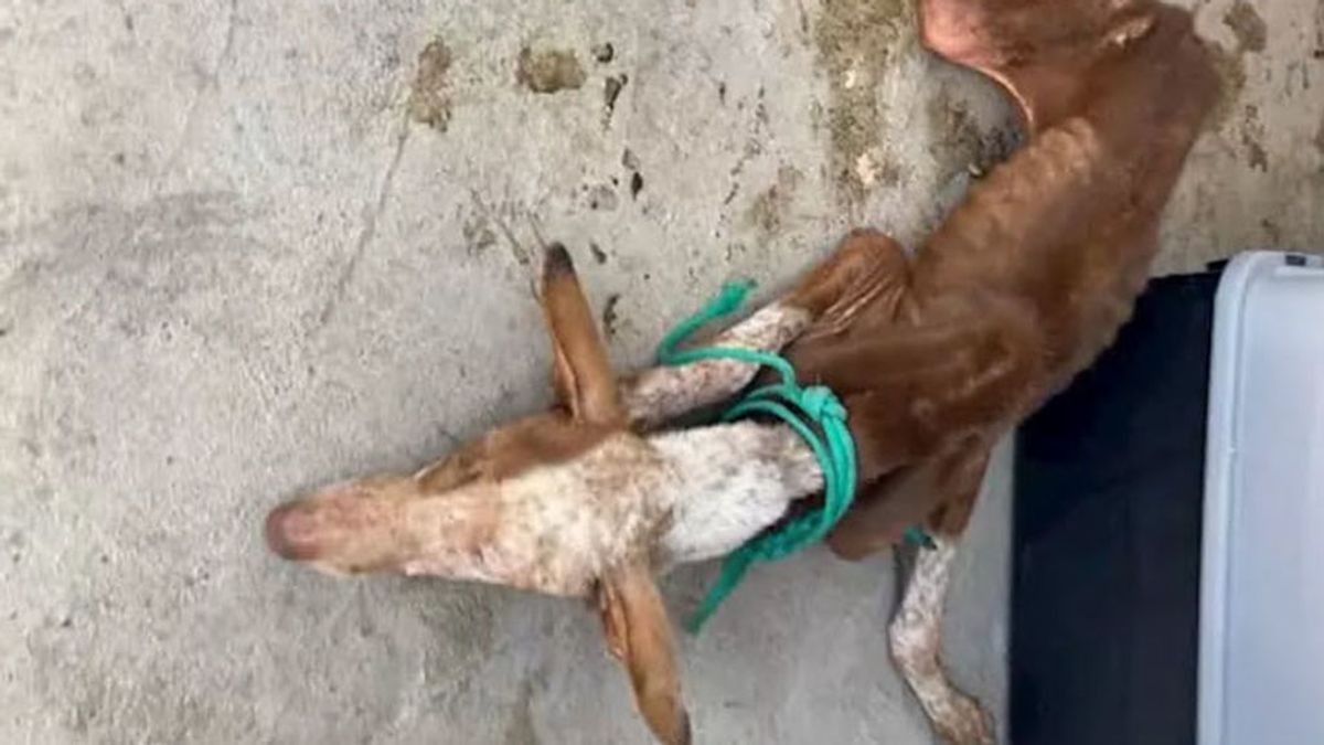 Detenido en La Palma por el grave estado de desnutrición que presentaban sus dos perros