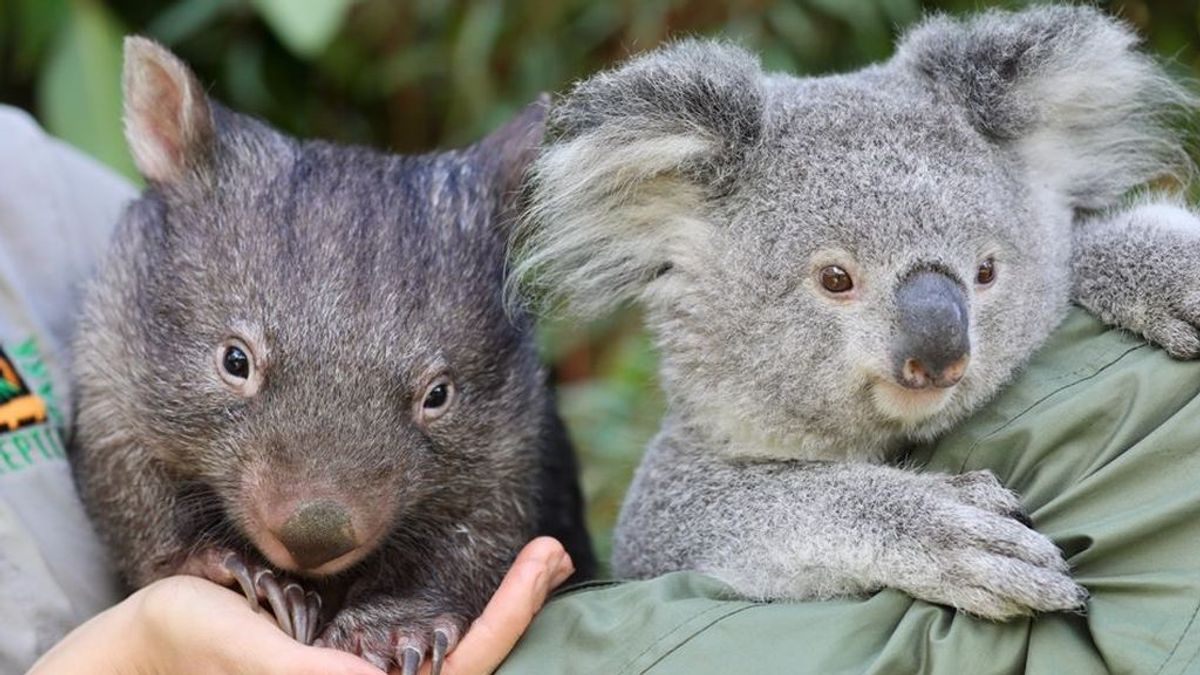 Elsa y Hope, mejores amigos: el koala y el wombat inseparables de un parque australiano