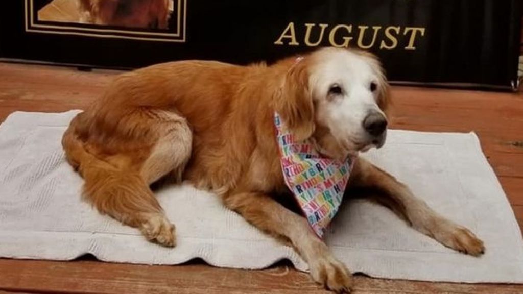 ¡Cumple 20 años! August ya es el Golden Retriever más viejo del mundo