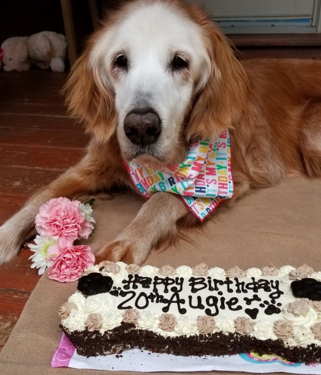 20-year-old-golden-augie-768x1031