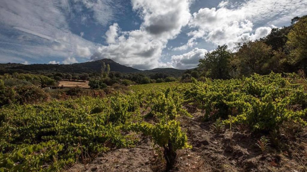 Viñedos en Gredos