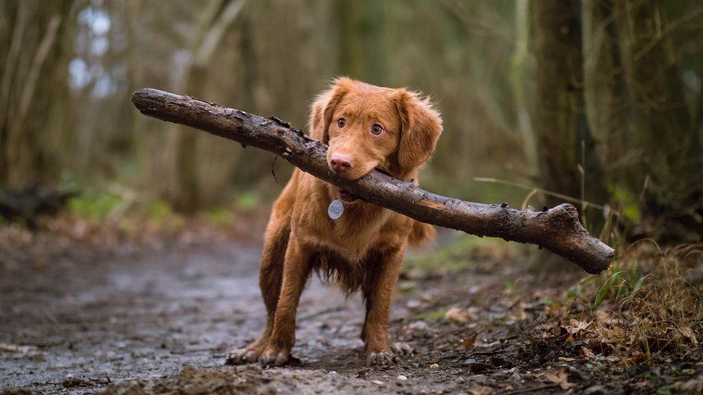 Parásitos, dermatitis o alergias: problemas que pueden llevar a tu perro a morderse las piernas