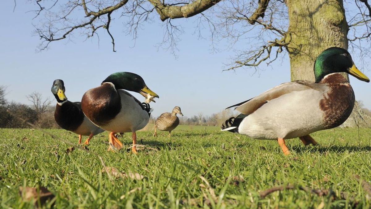 No, no es bueno darles pan a los patos: los motivos que hacen de esta práctica un problema para el animal