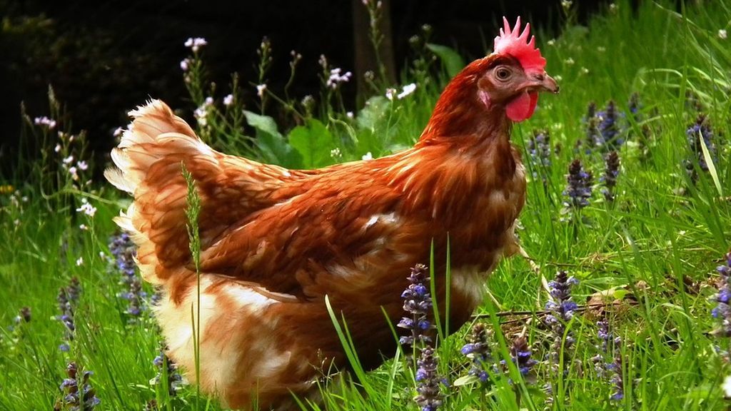 De la gallina que inventamos hace 8.000 años al pollo como alimento universal