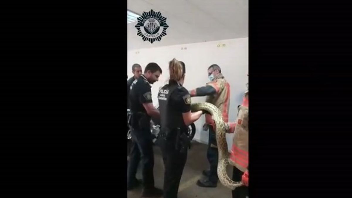 Los bomberos rescatan a una serpiente pitón en un patio de luces de Castellón