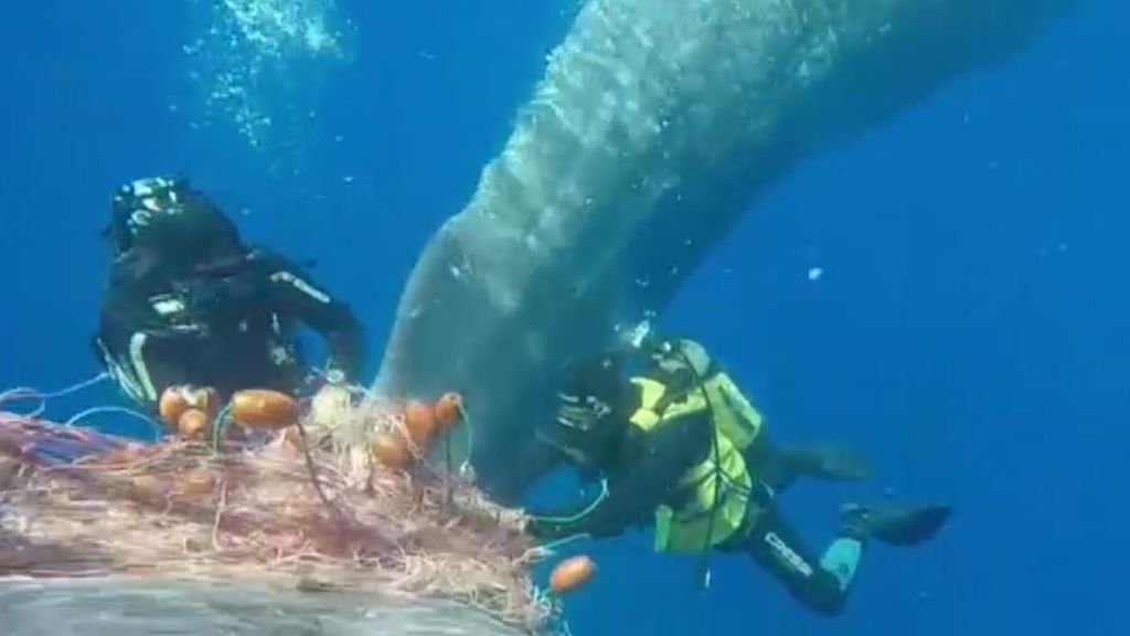 Liberan en Italia a una ballena atrapada en una red
