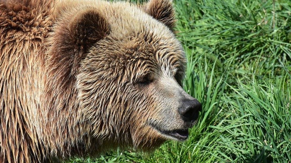 Condenan a muerte a un oso pardo en Italia por atacar a dos excursionistas