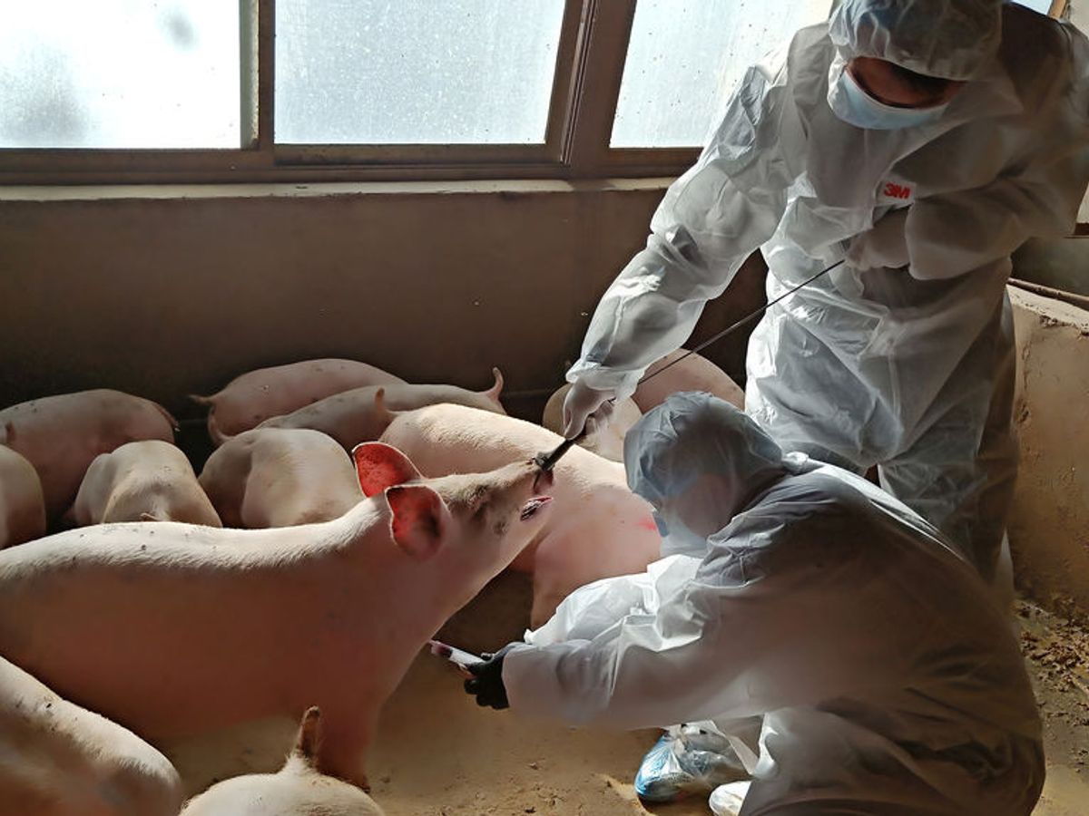 No hay riesgo en comer carne de cerdo