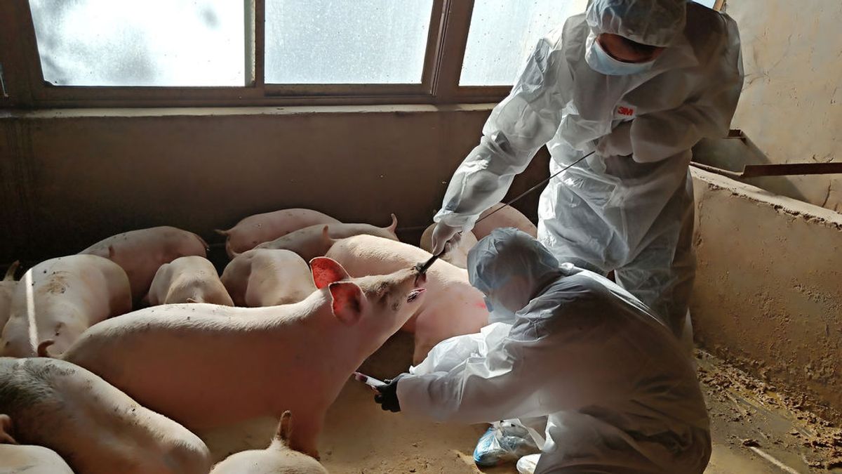 "En principio, no hay riesgos en la carne de cerdo": los expertos, sobre la nueva cepa de gripe de influenza