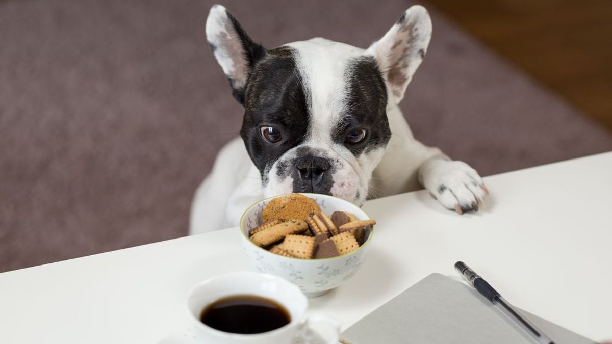 No todos los perros comen lo mismo: la cantidad depende de su edad, raza y peso