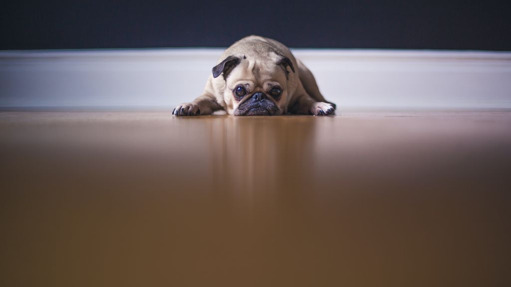 Mi perro destroza la casa cuando salgo: puede esté sufriendo ansiedad por separación