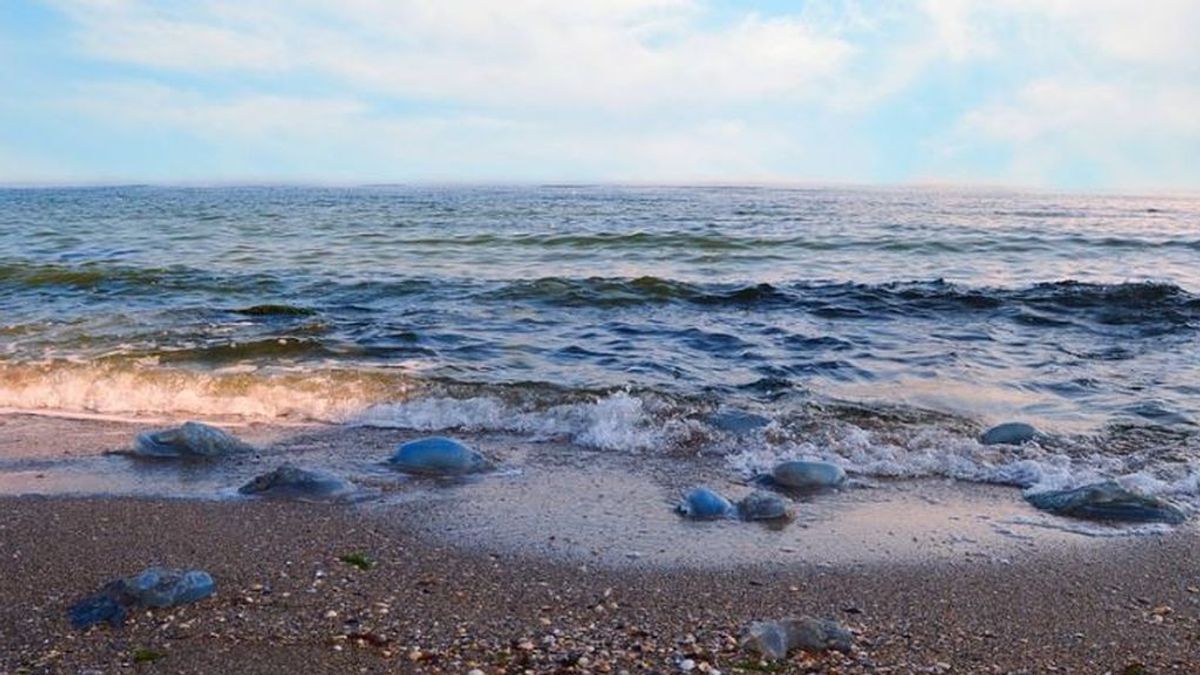 Playas y medusas: la app que avisa de su presencia en verano