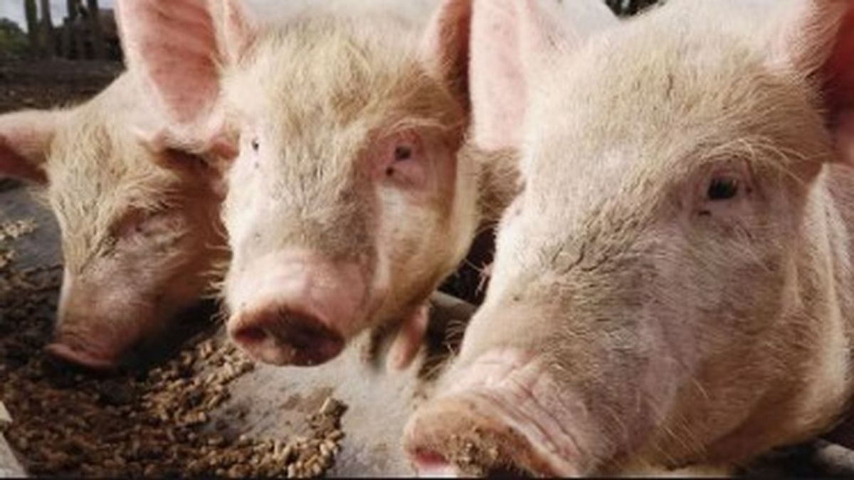Los cerdos podrían ser el origen de una nueva epidemia global que infecte a los humanos