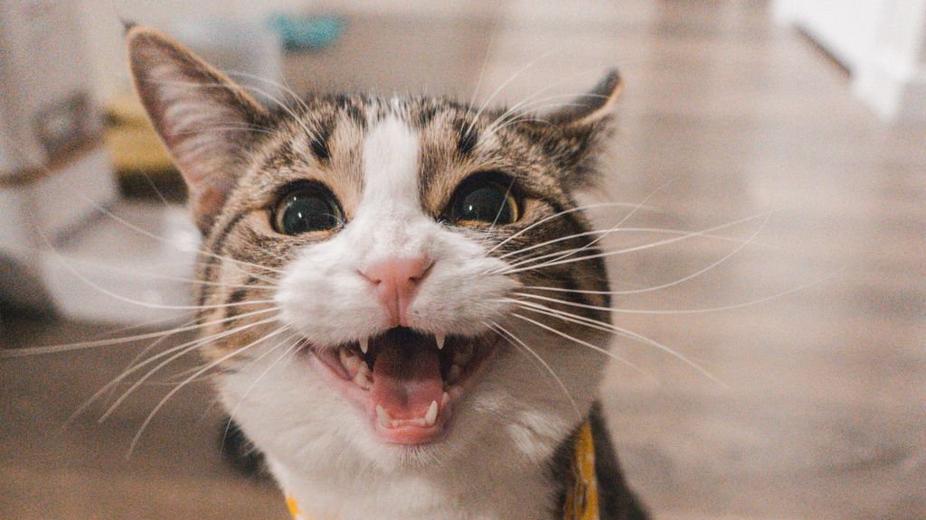 Ni divertidas ni sanas: acaba con las bolas de pelo de tu gato para siempre