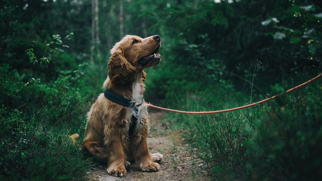 Arnés o collar, una decisión importante para acabar con los tirones de tu perro