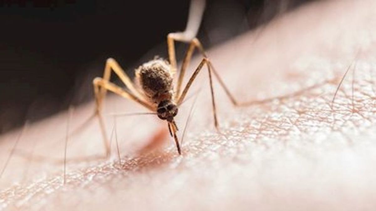 Las picaduras de los mosquitos no transmiten el coronavirus Las picaduras de los mosquitos no transmiten el coronavirus