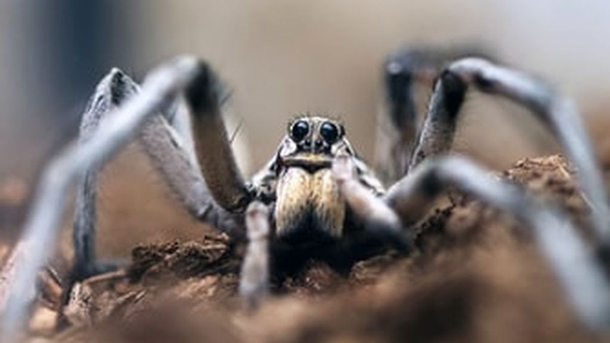 Baby boom arácnido: la araña lobo se expande con el aumento del calor