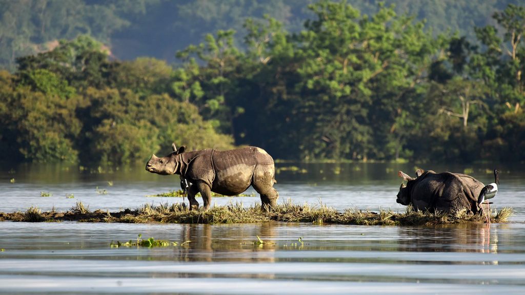 El monzón pone en peligro una de las reservas mundiales de rinocerontes