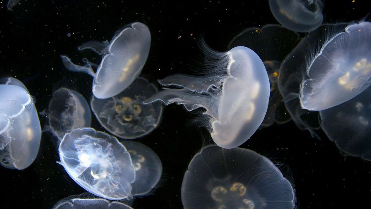 Las medusas ya no picarán más: la nueva crema que evita las picaduras