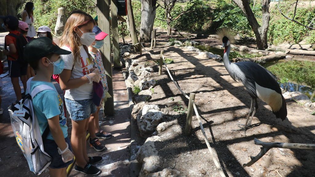 FAUNIA CAMPAMENTO